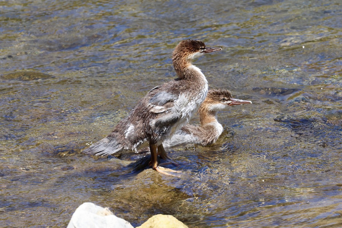 Common Merganser - ML591237761