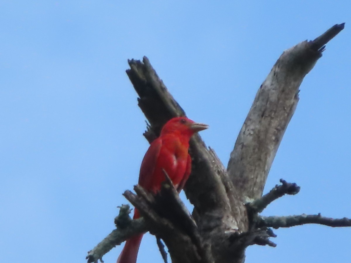 Summer Tanager - ML591237791