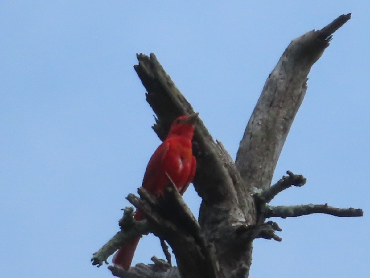 Summer Tanager - ML591237801