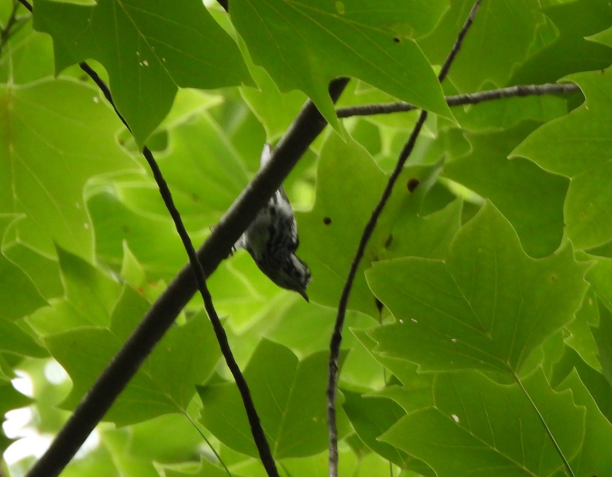 Paruline noir et blanc - ML591237821