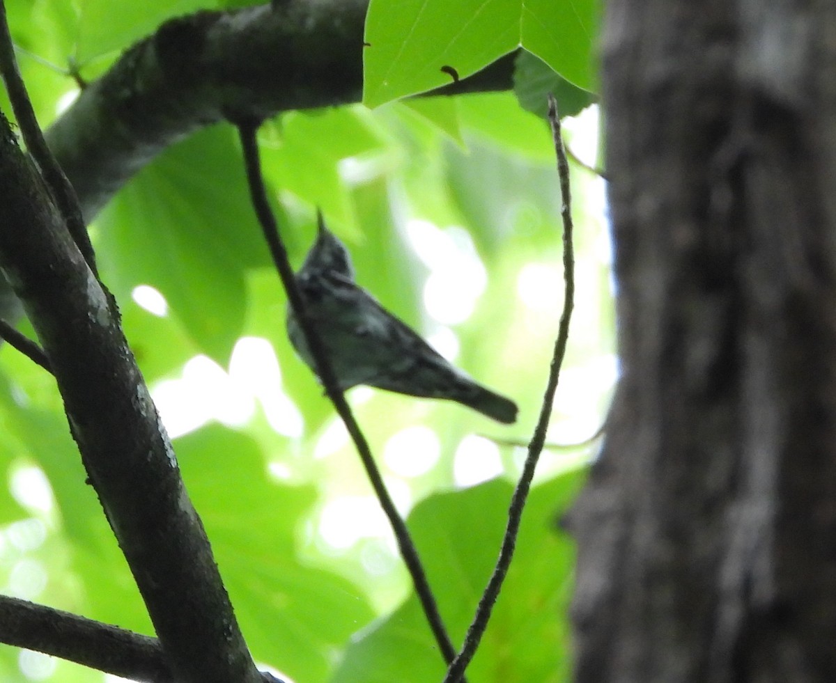 Black-and-white Warbler - ML591237831