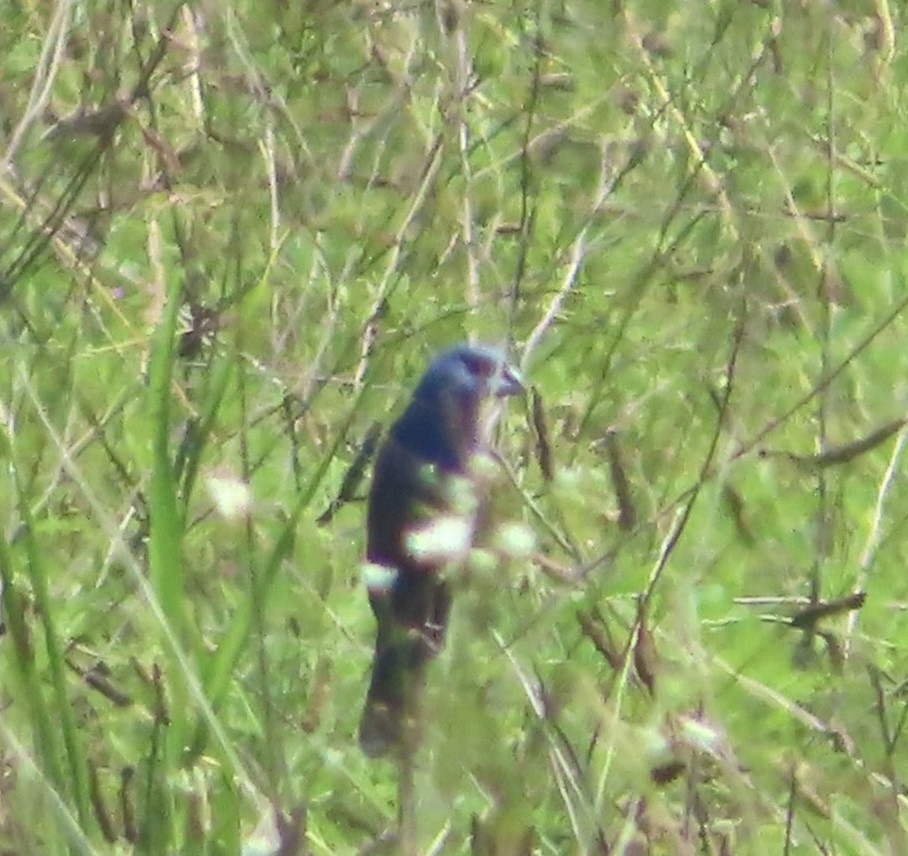 Blue Grosbeak - ML591237851