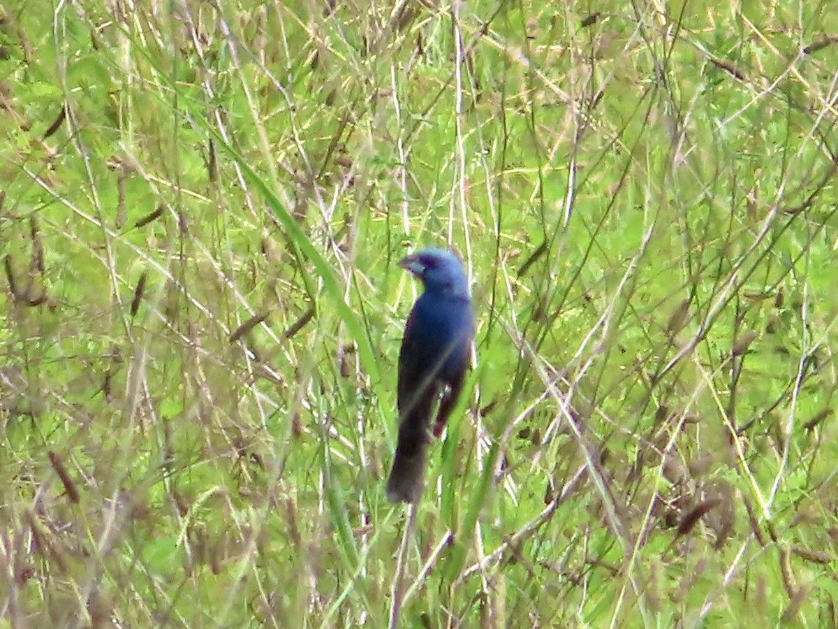 Blue Grosbeak - ML591237861