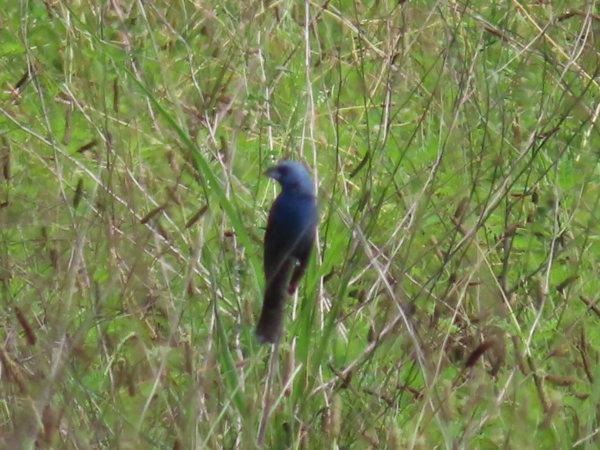 Blue Grosbeak - ML591237871