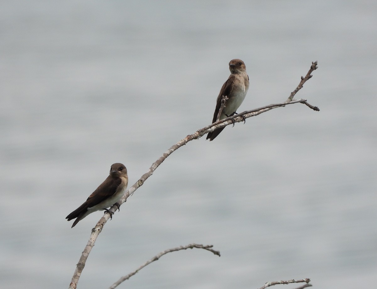 Northern Rough-winged Swallow - ML591237941