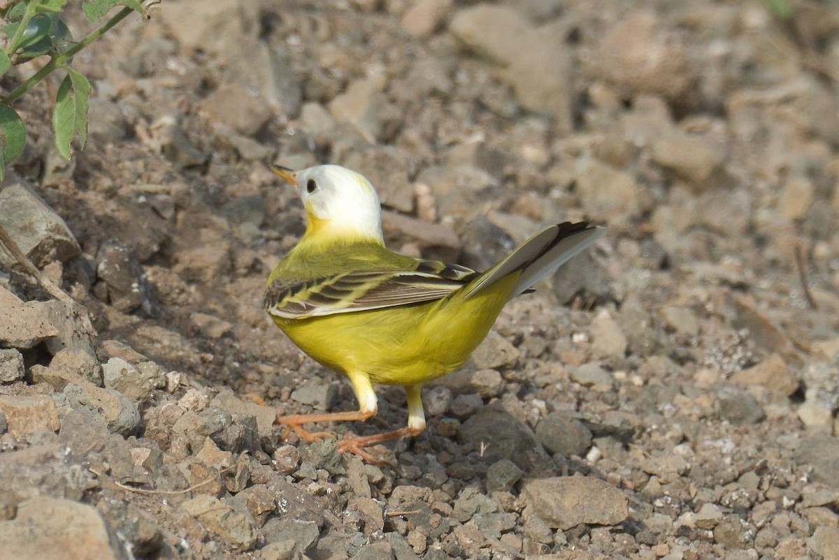 Western Yellow Wagtail - ML591239251