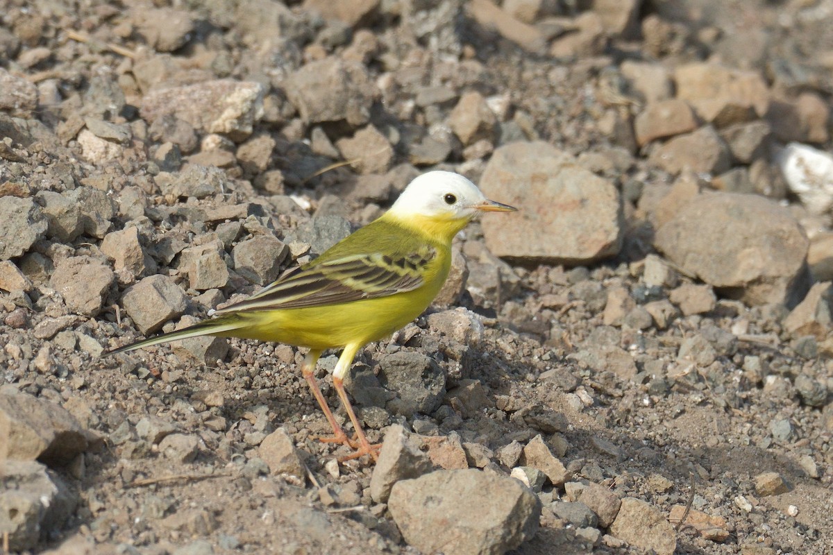 Western Yellow Wagtail - ML591239261