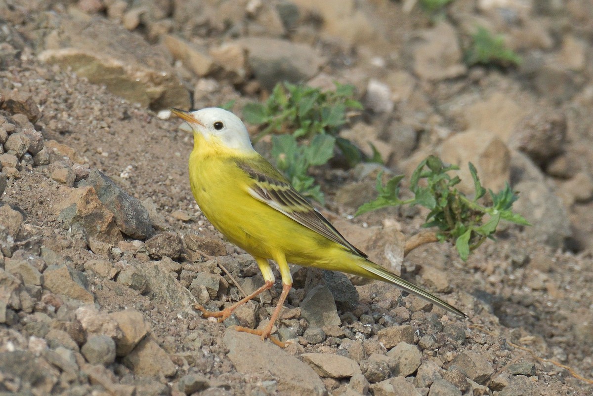 Western Yellow Wagtail - ML591239281