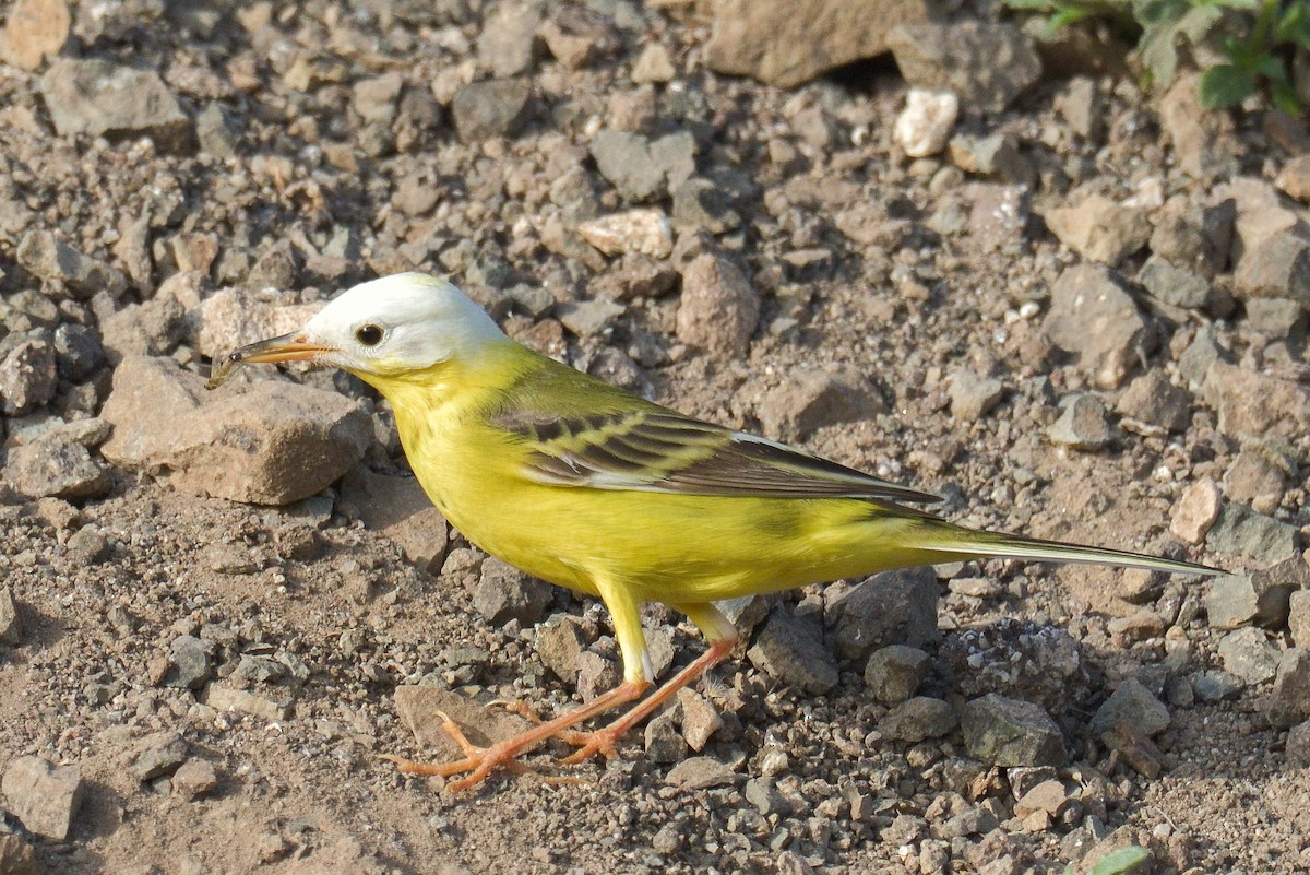 Western Yellow Wagtail - ML591239301