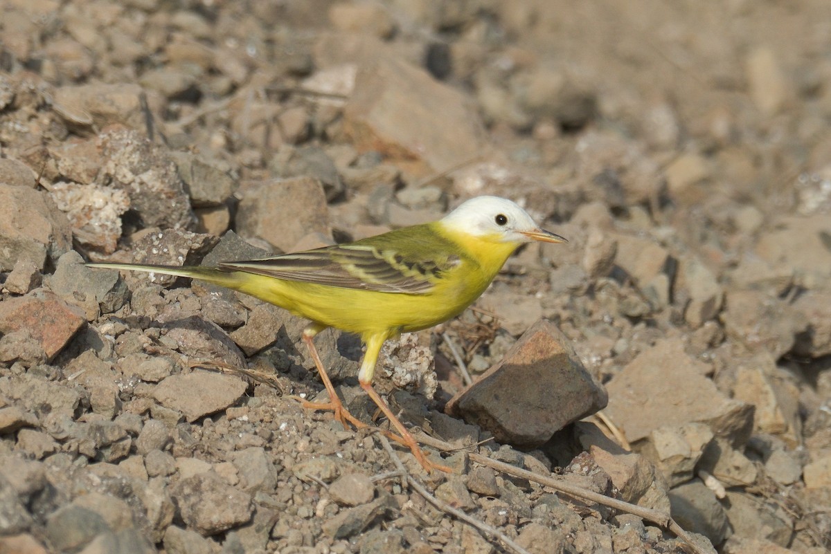 Western Yellow Wagtail - ML591239311