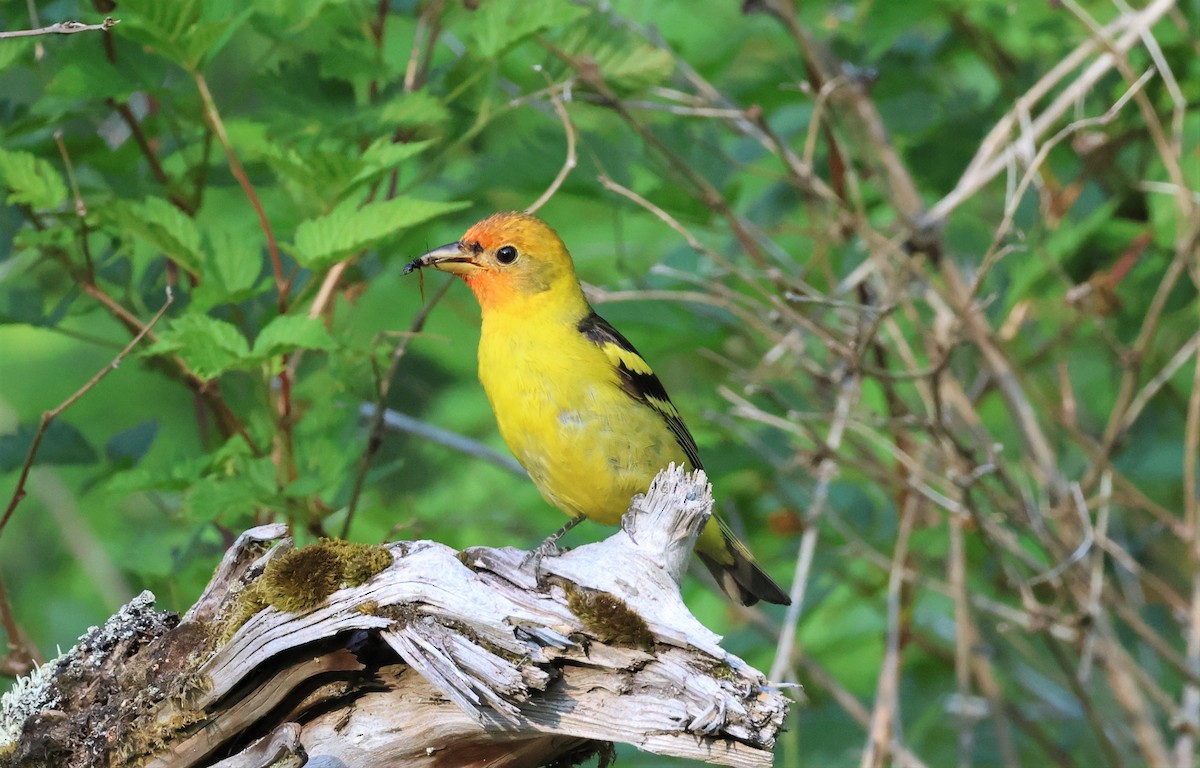 Western Tanager - ML591240091