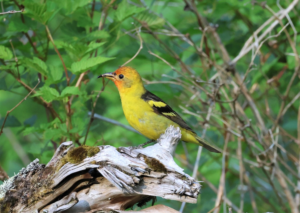 Western Tanager - ML591240101