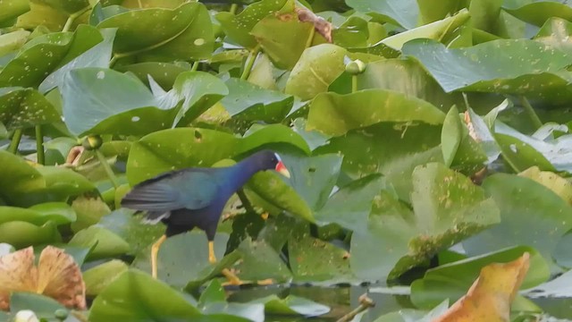 Purple Gallinule - ML591241101