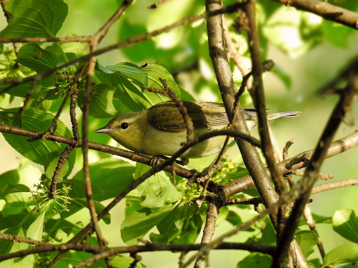 Tennessee Warbler - ML59124121