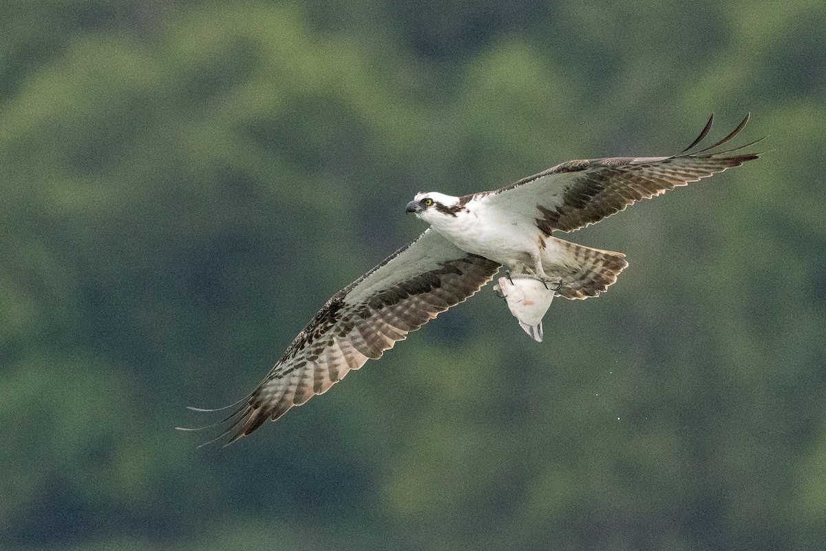 Osprey - ML591241511