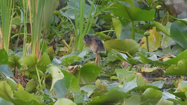 Purple Gallinule - ML591241781