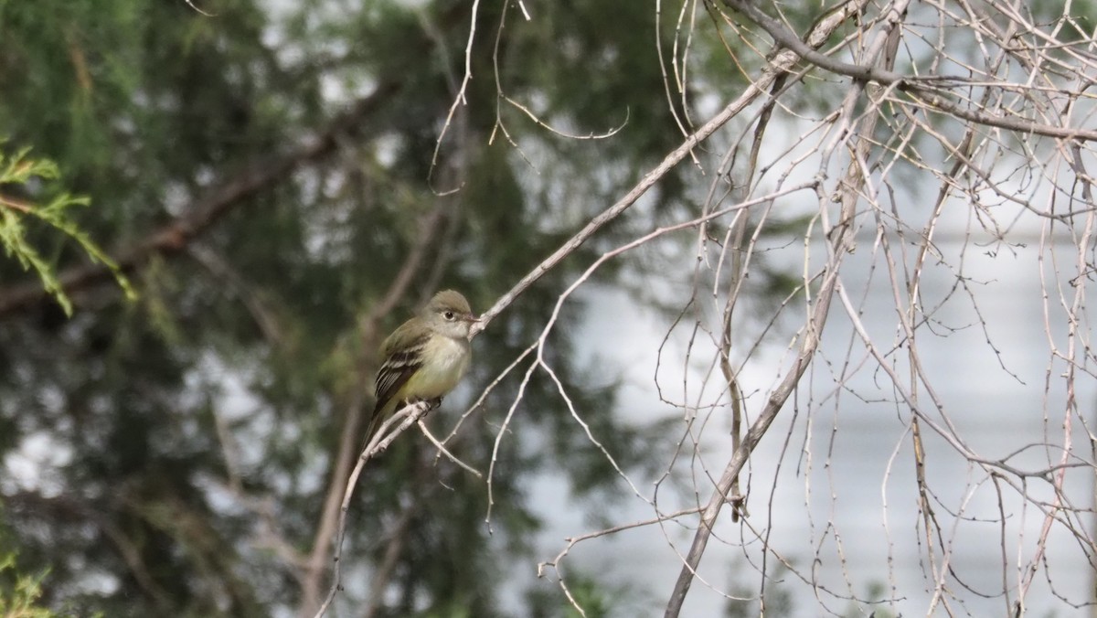 Empidonax sp. - Steve Wickliffe