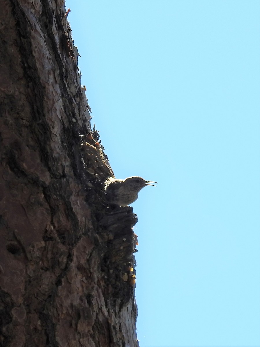 Rock Wren - ML591244261