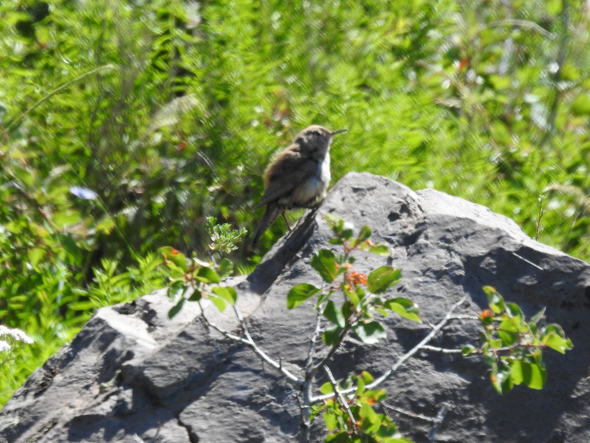 Rock Wren - ML591244271