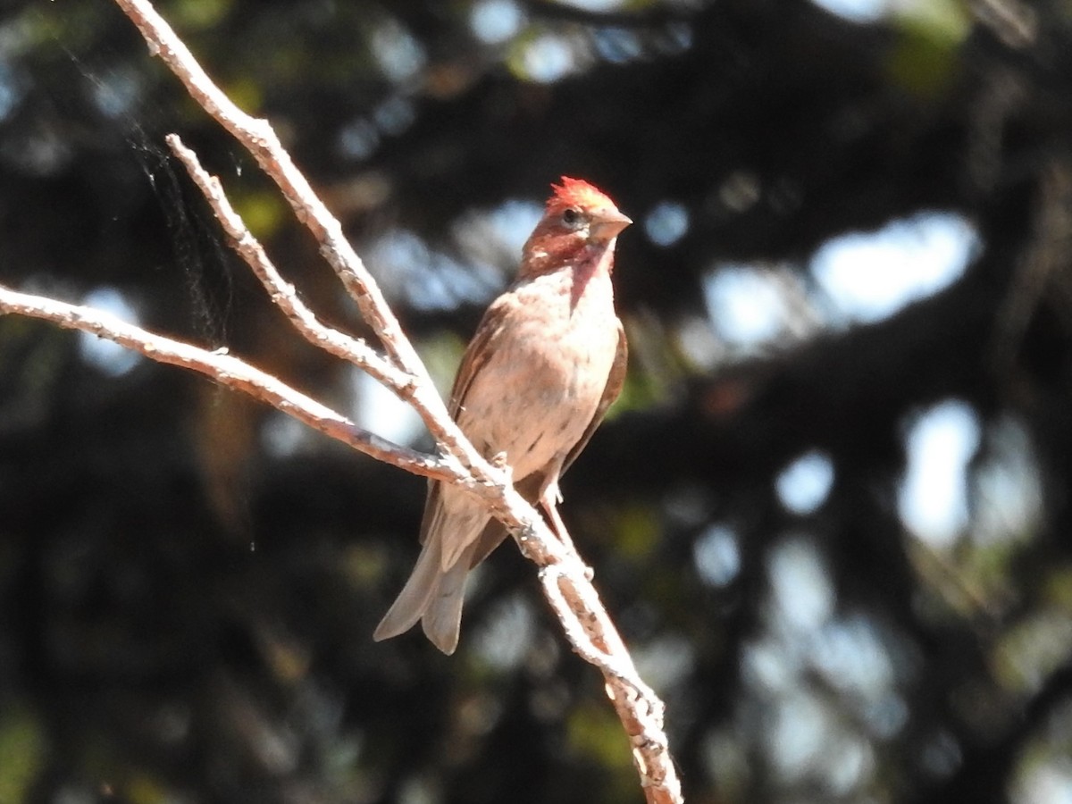 Cassin's Finch - ML591245061