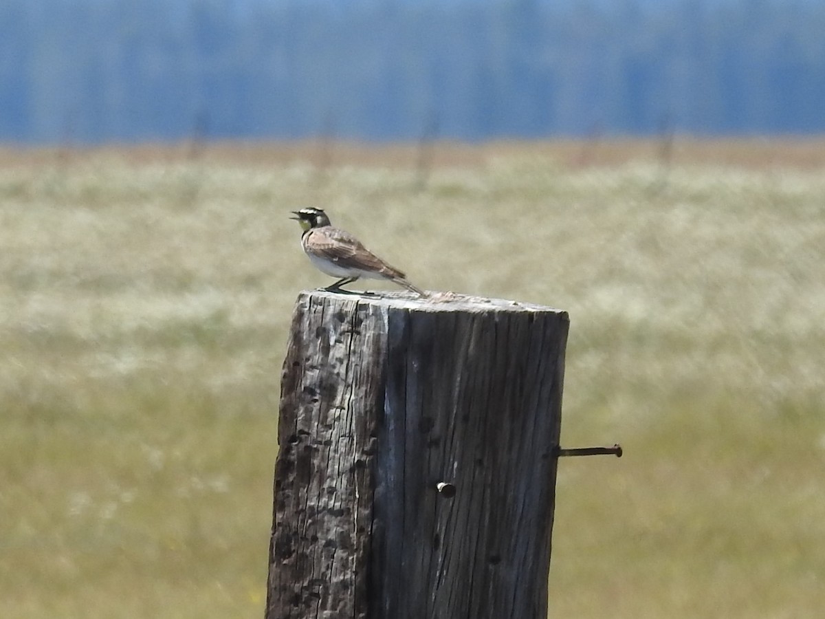 Horned Lark - ML591245331