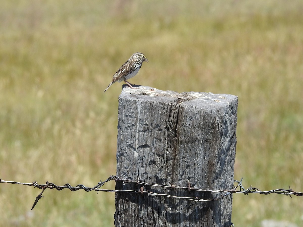 Savannah Sparrow - Erik Bergman