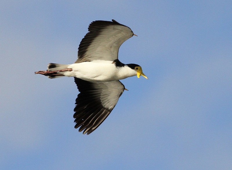 Masked Lapwing - ML591245661