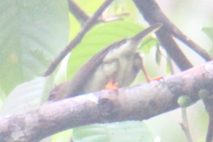 Sooty Barbet - Satheesh Muthugopal Balasubramanian