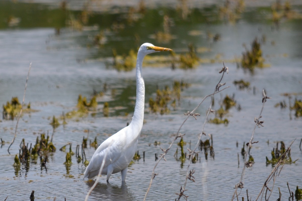 Great Egret - ML59124591