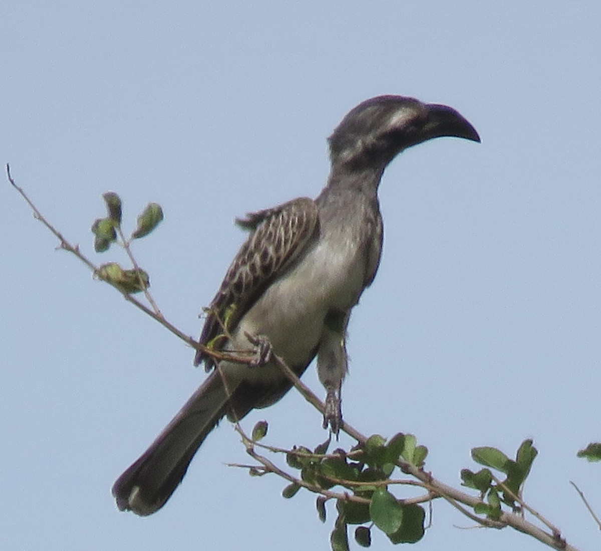 African Gray Hornbill - ML591246151