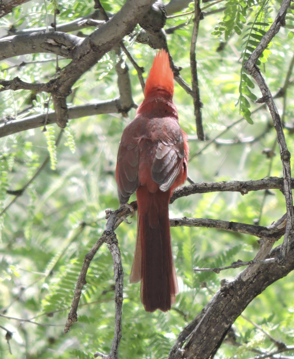 Northern Cardinal - ML591246611