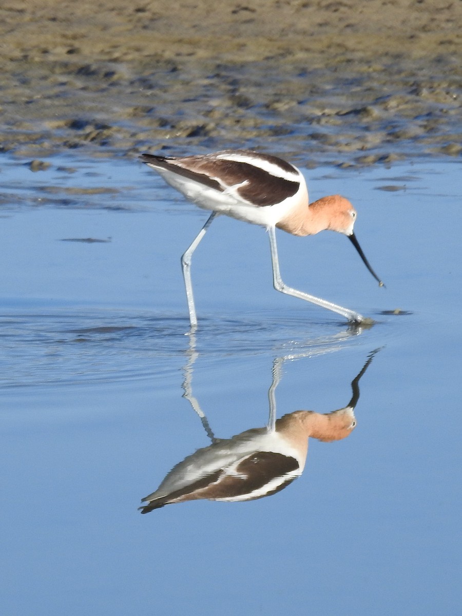 American Avocet - Erik Bergman