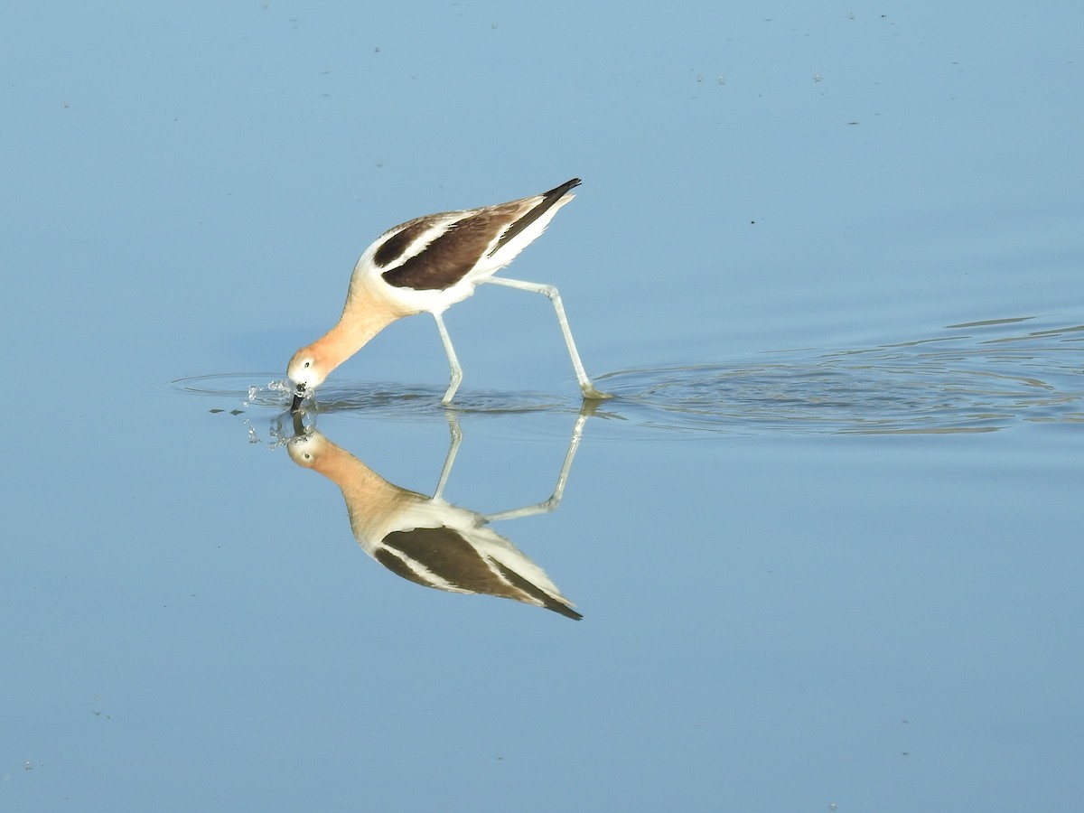 American Avocet - Erik Bergman