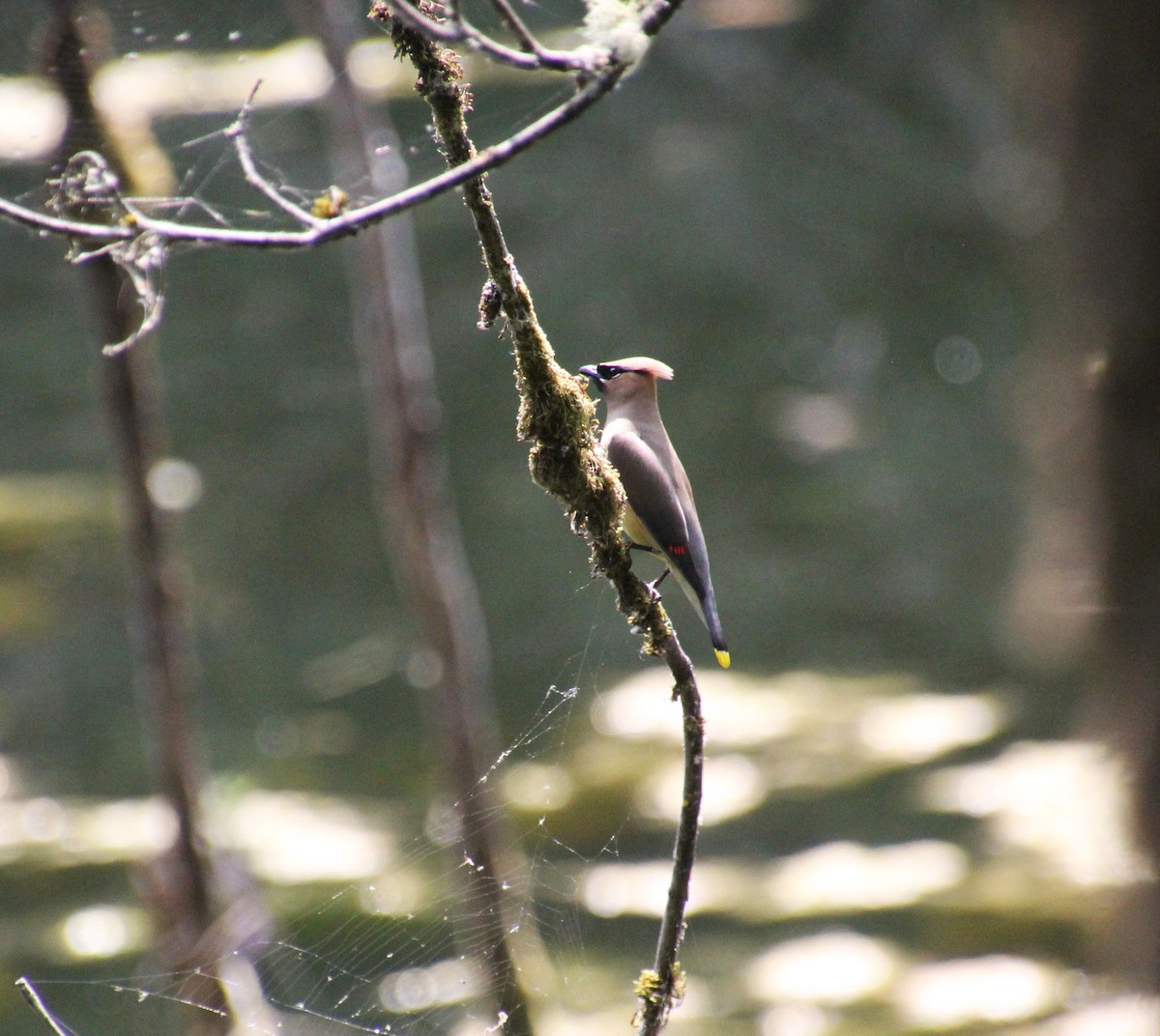 Cedar Waxwing - ML591247401