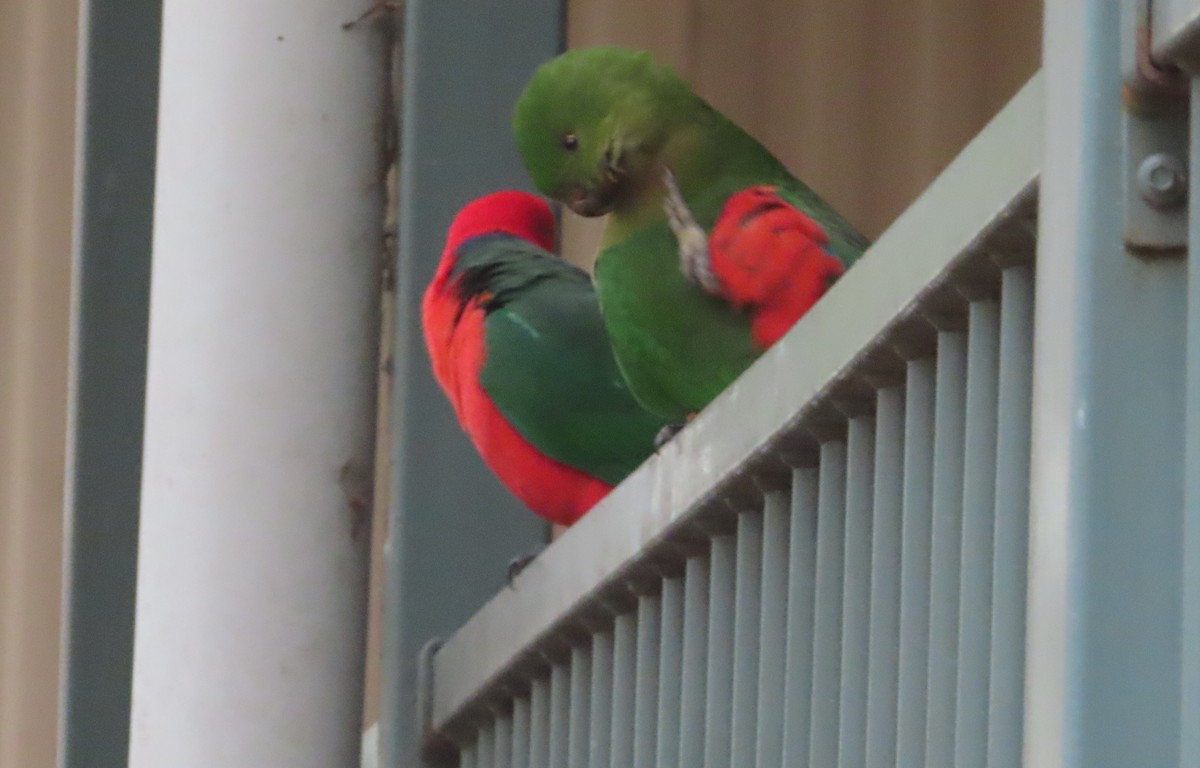 Australian King-Parrot - ML591249121