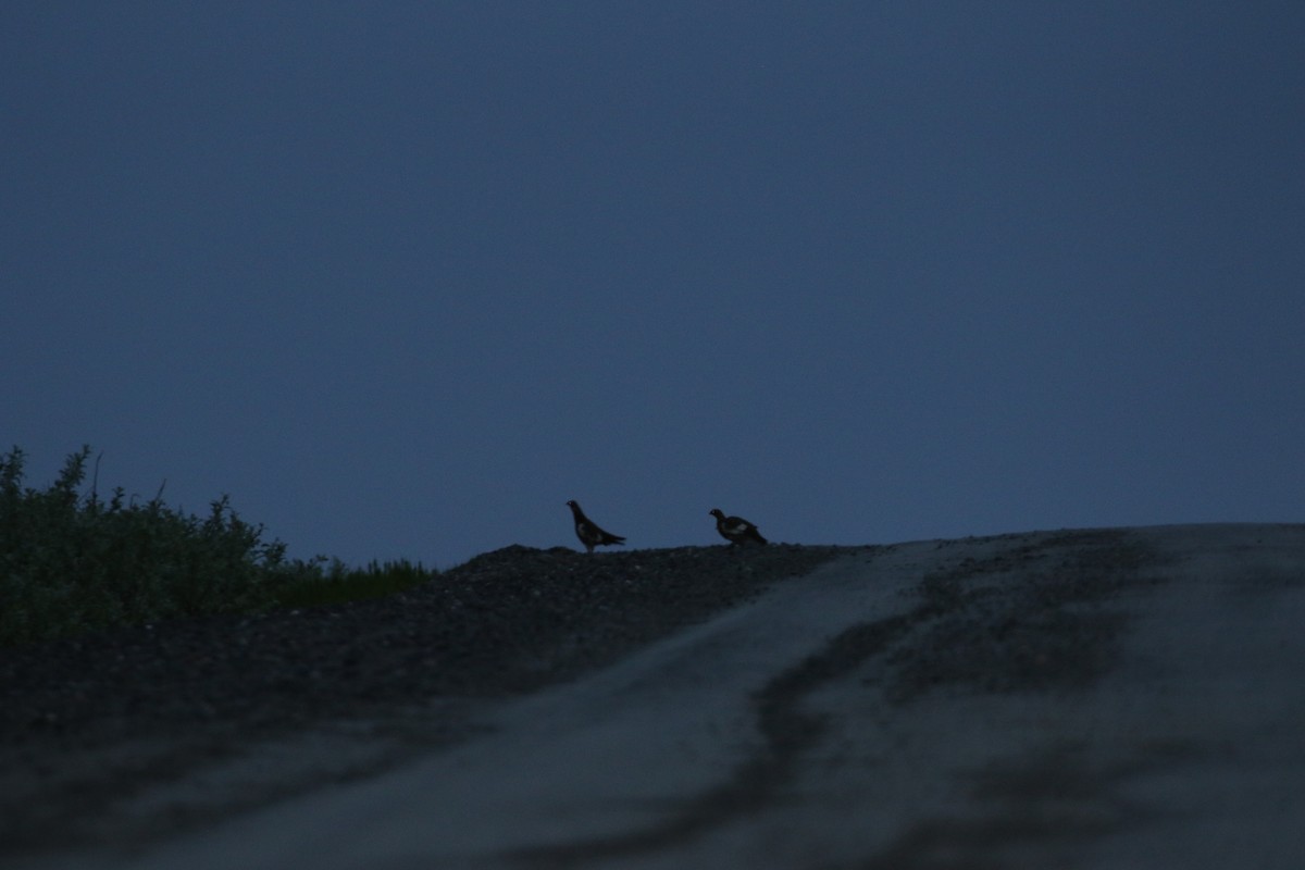 Willow Ptarmigan - ML591249461