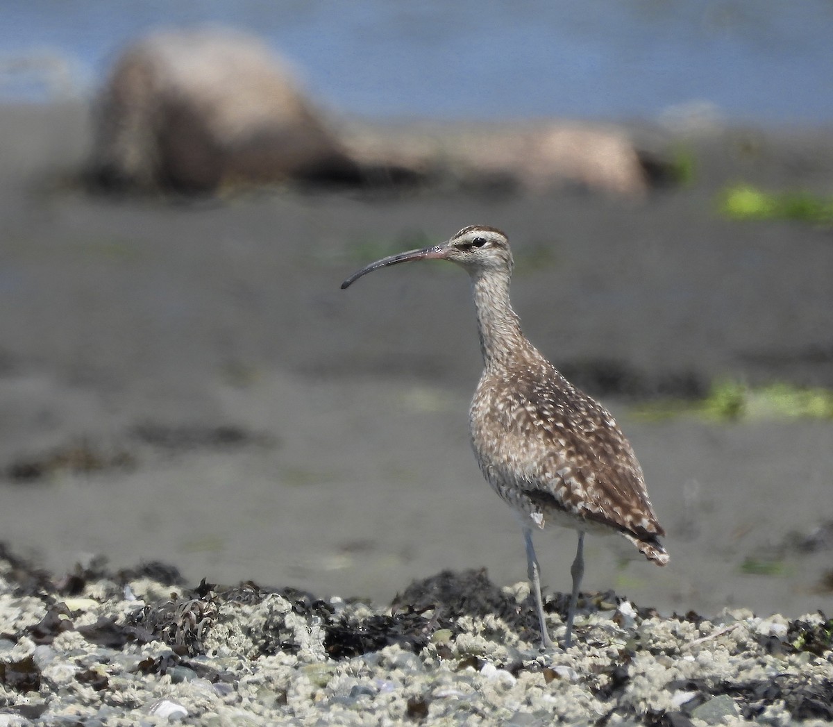 Whimbrel - ML591251281