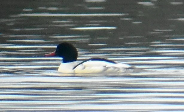 Common Merganser - ML59125241