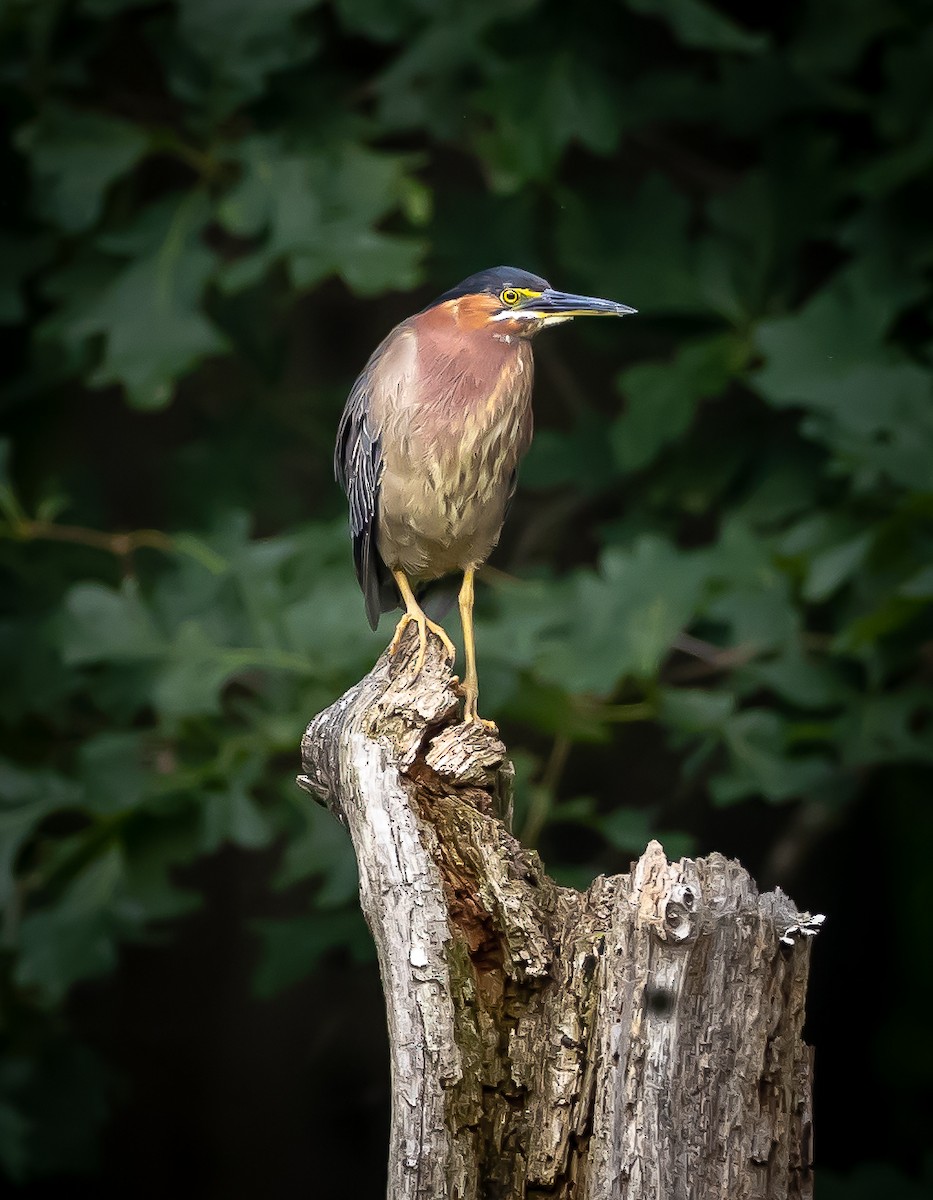 Green Heron - ML591252591