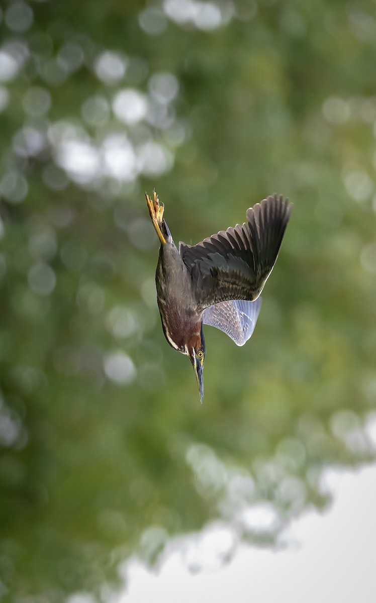 Green Heron - ML591252601