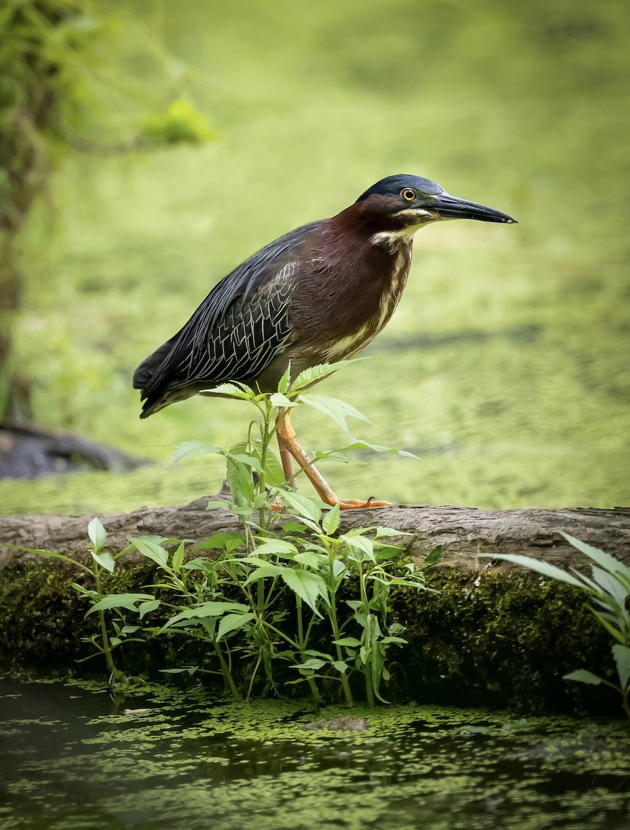 Green Heron - ML591252611