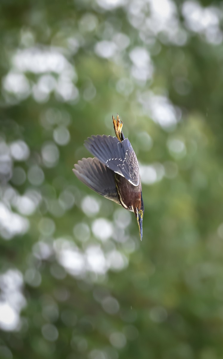 Green Heron - ML591252621