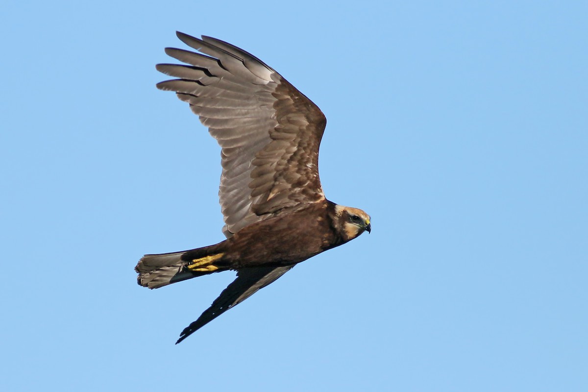 Western Marsh Harrier - ML591252751