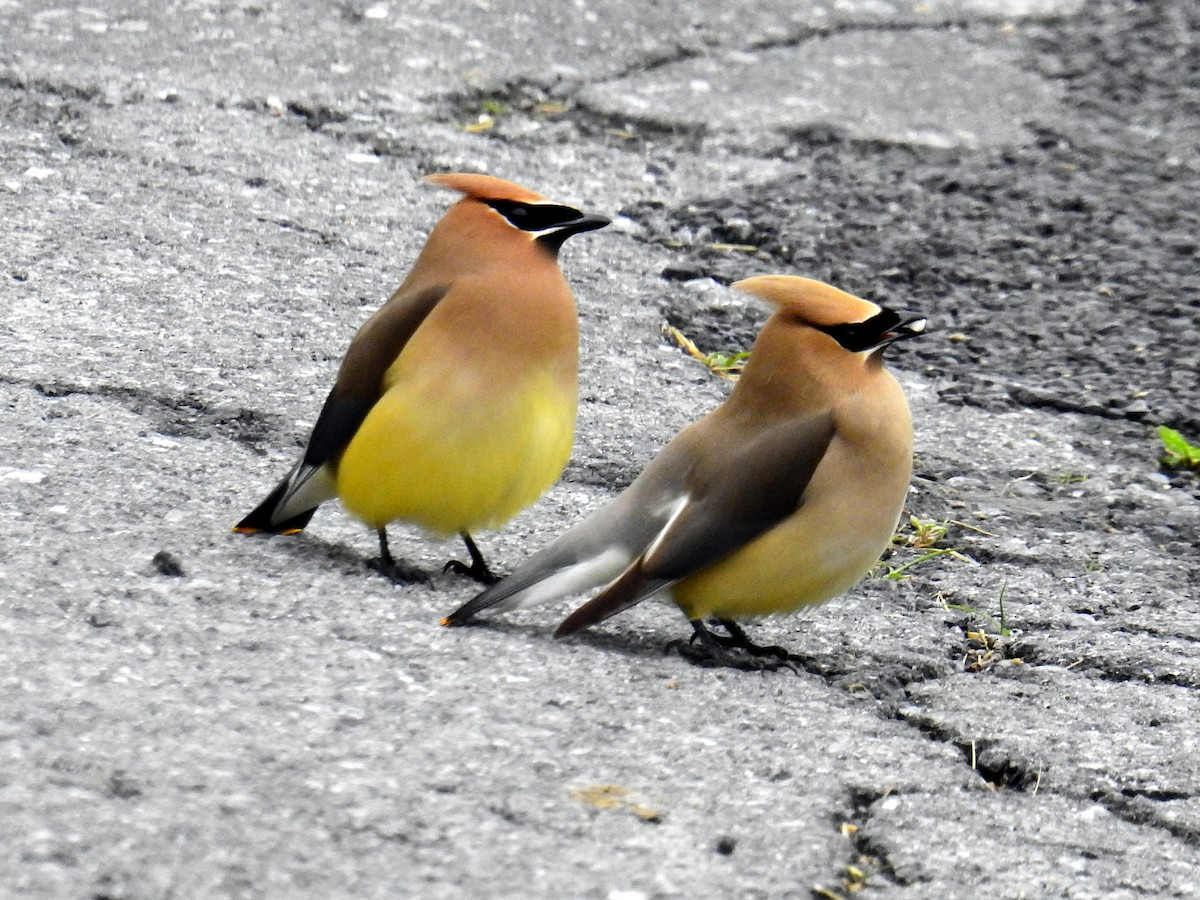 Cedar Waxwing - ML59125301