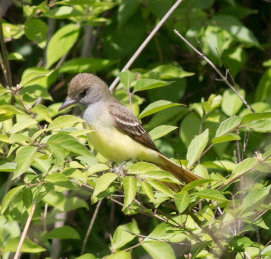 Great Crested Flycatcher - ML59125571