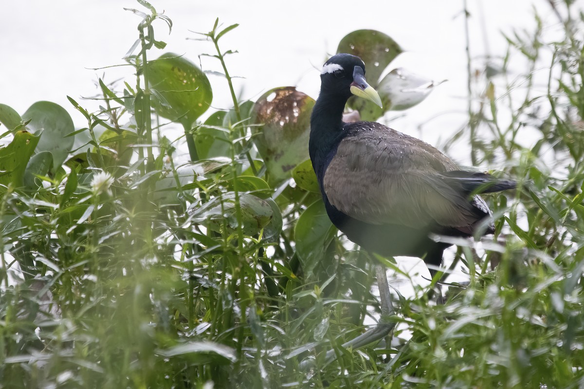 Bronze-winged Jacana - ML591255891