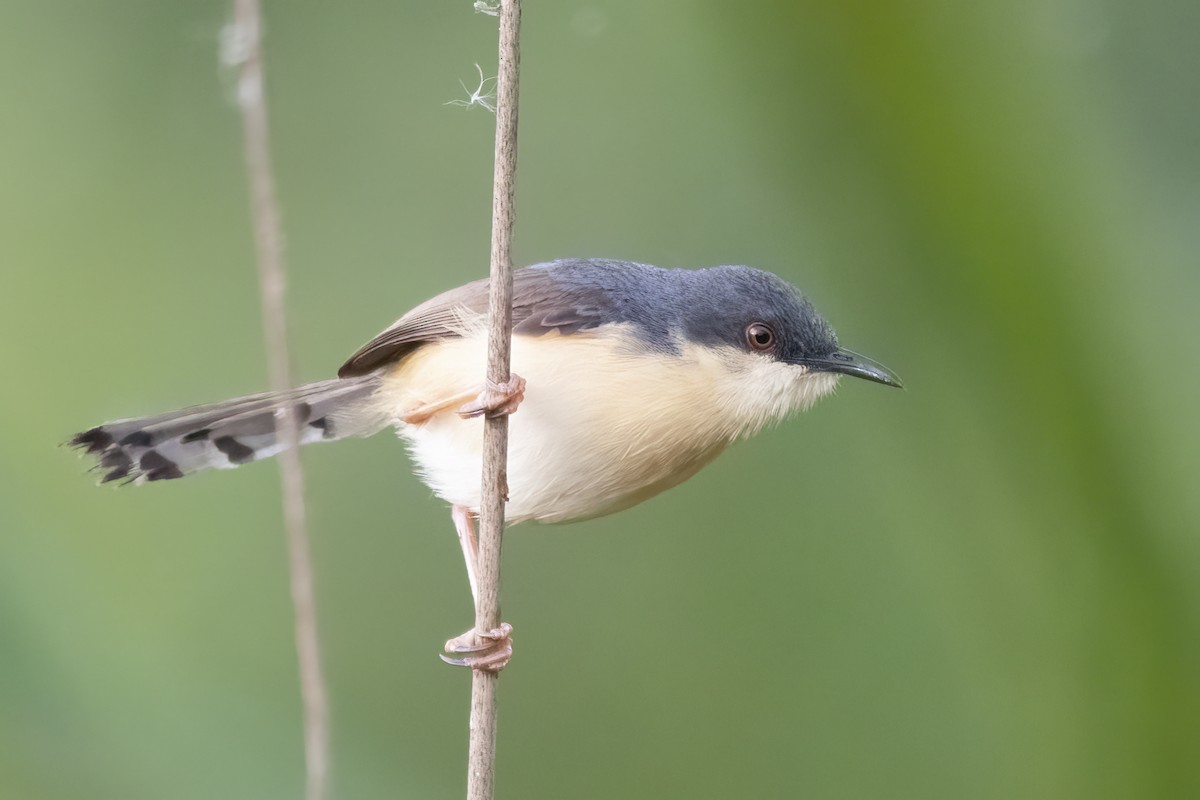 Ashy Prinia - ML591256201