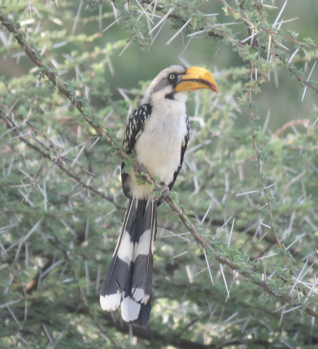 Eastern Yellow-billed Hornbill - ML591256481