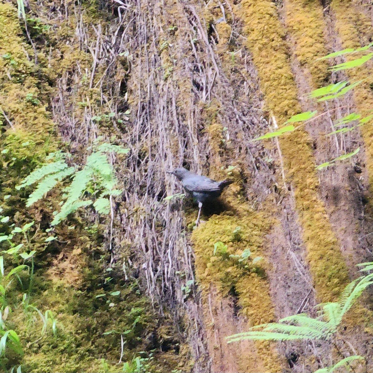 American Dipper - ML591256841