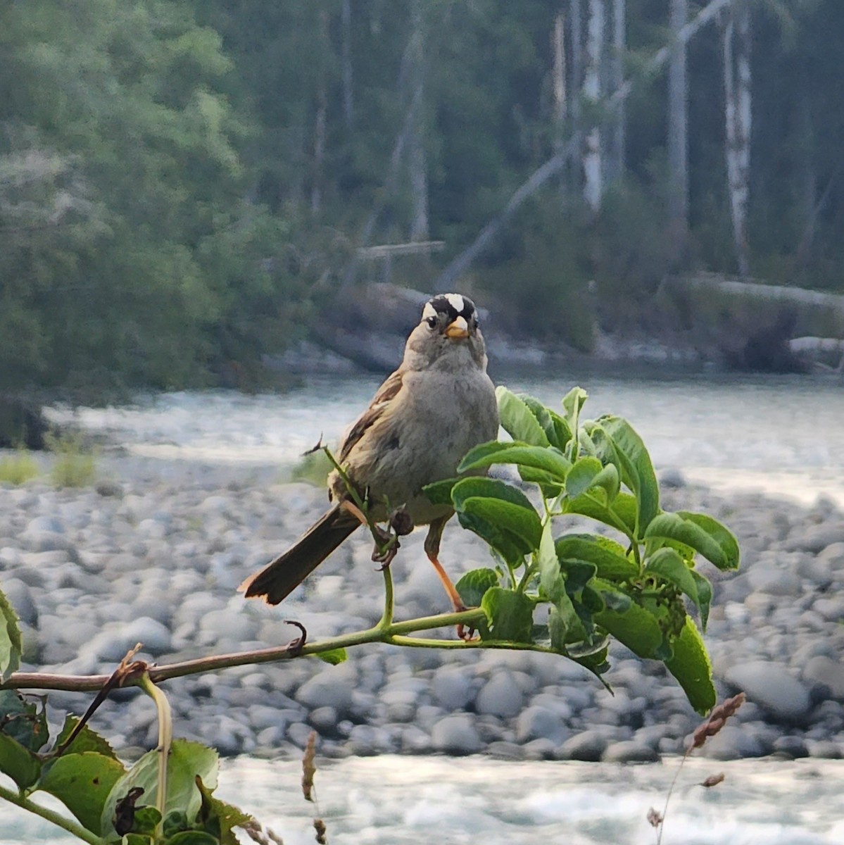 White-crowned Sparrow - ML591256871